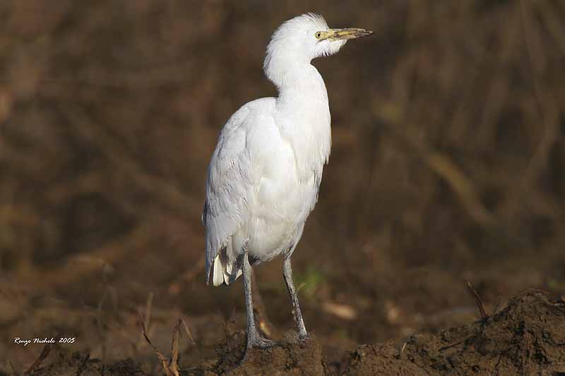 Airone guardabuoi - Bubulcus ibis